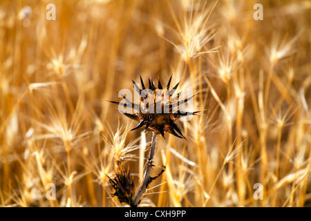 Flora tipica in spagnolo prati selvatici Foto Stock