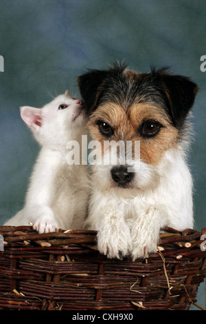 cane & gattino Foto Stock