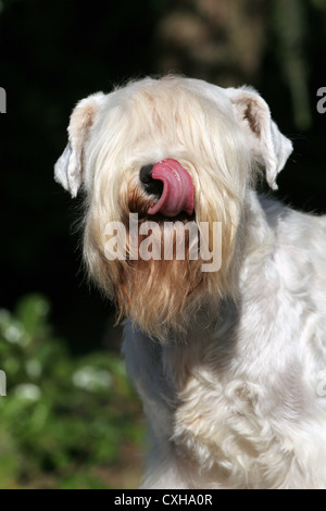 Miniatura Schnauzer ritratto Foto Stock