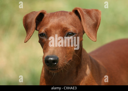 Miniature pinscher ritratto Foto Stock