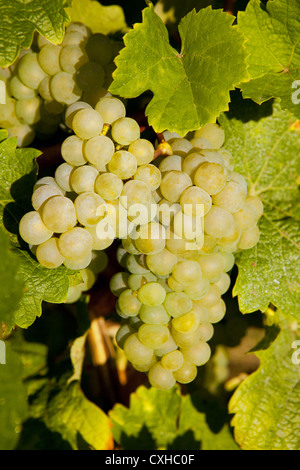 Estate closeup di uva appeso su un vitigno in Alsazia vigneti in Francia, appena prima del raccolto Foto Stock