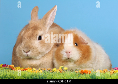 Bunny e cavia Foto Stock