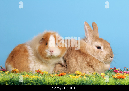 Bunny e cavia Foto Stock