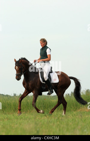 Il tedesco di equitazione stallone Pony di dressage della formazione Foto Stock