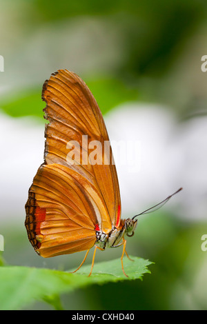 Julia Butterfly (Dryas iulia) vista ventrale Foto Stock