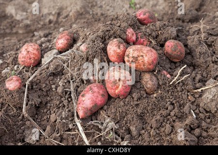 Un primo raccolto di produzione biologica per le patate di primizia appena scavato dal terreno che giace al di sopra del terreno Foto Stock