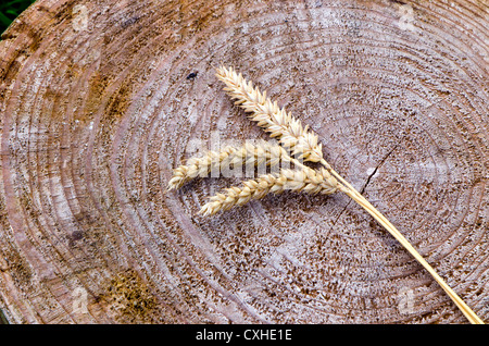 Mazzetto di spighe di grano su sfondo di legno Foto Stock