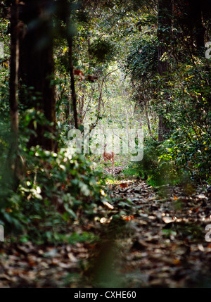 Spotted deer (chital, o asse asse) in Jim Corbett Riserva della Tigre, India. Foto Stock