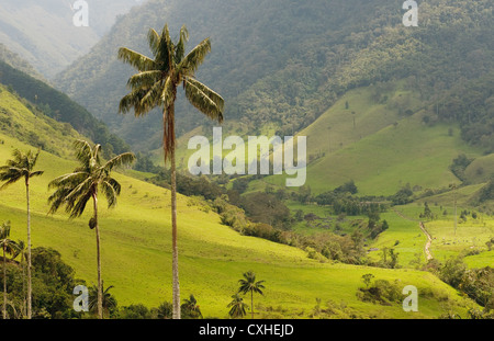 Vax palme di Cocora Valley, colombia Foto Stock