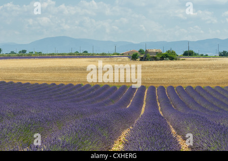 Campo di lavanda, Provenza, Francia Foto Stock