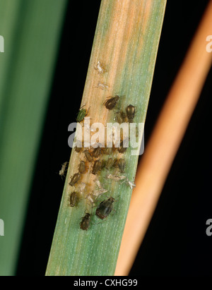 Bird cherry afidi (Rhopalosiphum padi) & BYDV sintomi sul grano Foto Stock