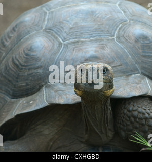 Tartaruga gigante, isole Galapagos, Ecuador Foto Stock