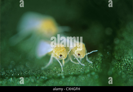 Il cotone whitefly (Bemisia tabaci) maschio e femmina adulti di corteggiamento Foto Stock