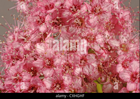 I fiori del giardino arbusto Spiraea japonica, fiori di colore rosa Foto Stock