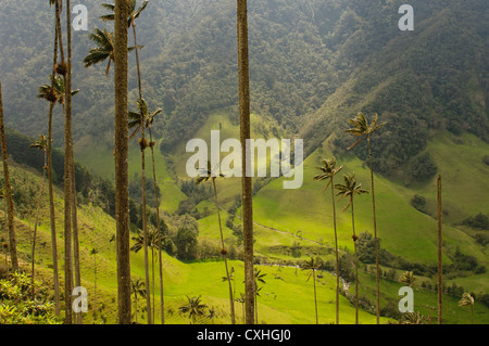 Vax palme di Cocora Valley, colombia Foto Stock