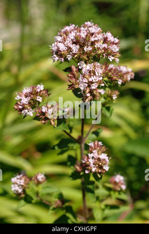 Fiore di origano o maggiorana Origanum vulgare un giardino di erbe coltivate Foto Stock