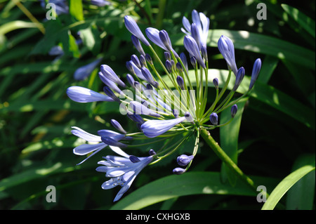 African giglio azzurro (Agapanthus africanus) retroilluminato fiori contro un sfondo da giardino Foto Stock