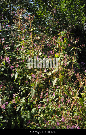 Himalayan (Balsamina Impatiens gladulifera) seedpods esplosiva e fiori di questa erbaccia invasiva Foto Stock