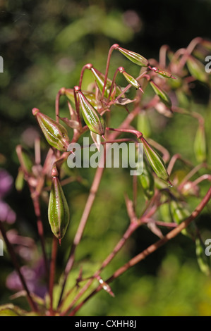 Himalayan (Balsamina Impatiens gladulifera) seedpods esplosiva e fiori di questa erbaccia invasiva Foto Stock