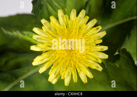 Buon sow-thistle Sonchus oleraceus fiore Foto Stock