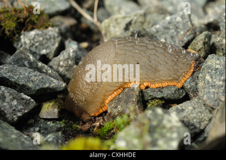 Testa del marrone/arancio variante del grande slug indietro (Arion ater rufus) a riposo Foto Stock