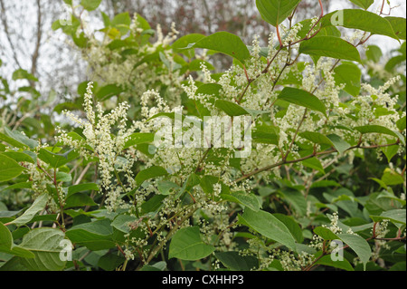 Knotweed giapponese (Reynoutria japonica)piante da fiore