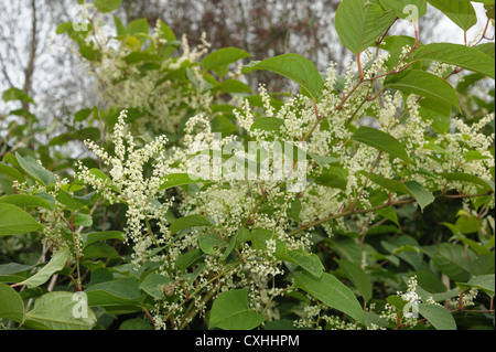 Knotweed giapponese (Reynoutria japonica)piante da fiore Foto Stock