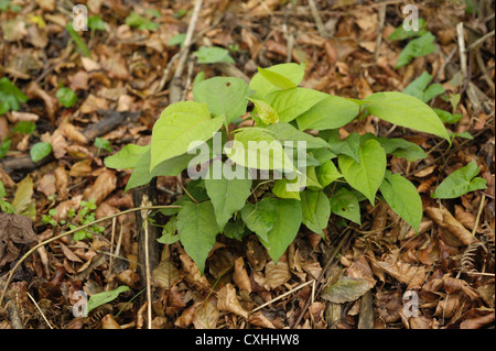 Knotweed giapponese (Reynoutria japonica) ricrescita delle piante dopo applicazione di erbicida Foto Stock