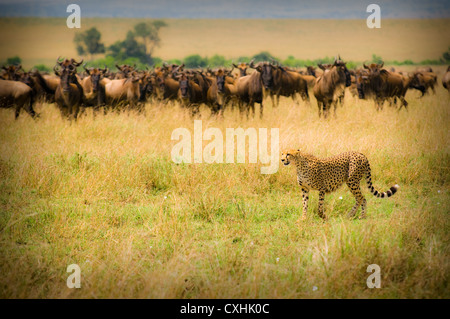 caccia del ghepardo Foto Stock