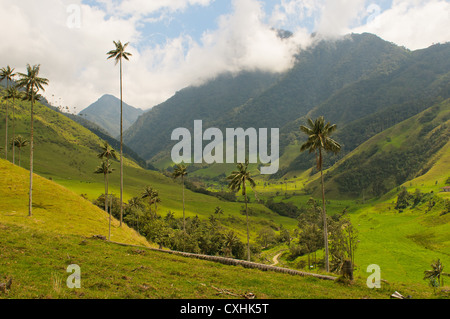 Vax palme di Cocora Valley, colombia Foto Stock