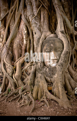 Del Buddha in testa banyan tree radici Foto Stock