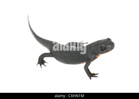 Animale salamandra pezzata isolato Foto Stock