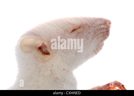 Bianco di topo di ratto isolati Foto Stock