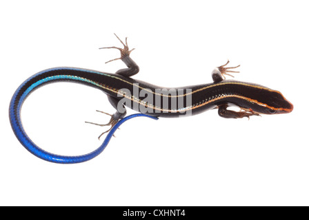 Coda blu skink lizard Foto Stock