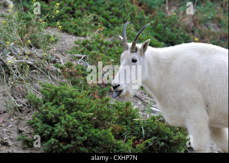 Un selvatici di montagna ritratto di capra. Foto Stock