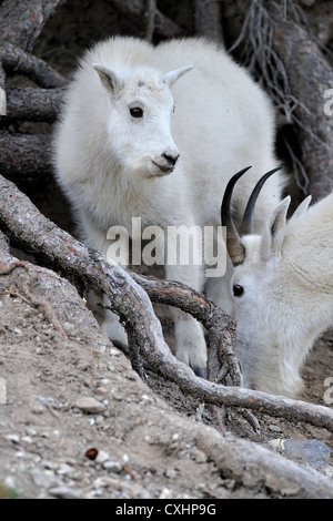 Una madre capre di montagna e il suo bambino Foto Stock