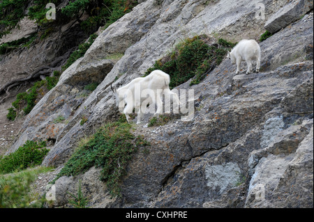 Una madre capre di montagna con il suo neonato. Foto Stock