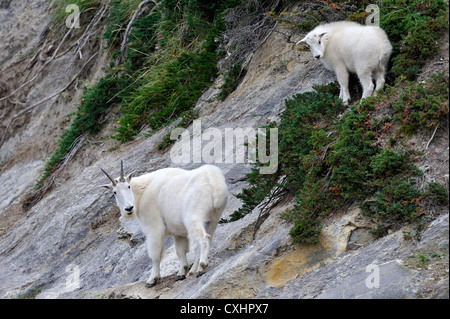 Una madre capre di montagna con il suo neonato. Foto Stock