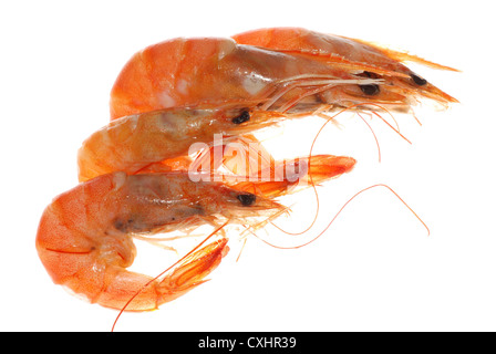 Deliziosi gamberi bolliti isolato in bianco Foto Stock