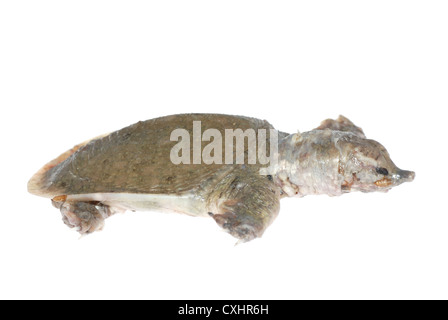 Turtle morti di white spot malattia Foto Stock