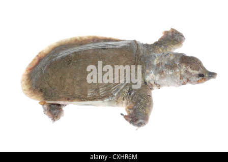 Turtle morti di white spot malattia Foto Stock