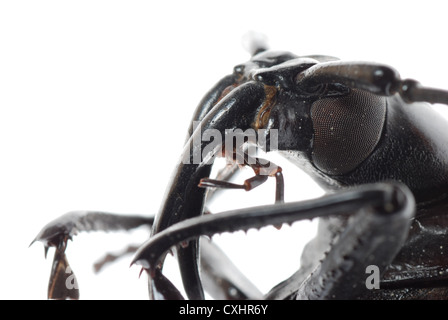 Insetto coleottero longhorn macro di testa Foto Stock