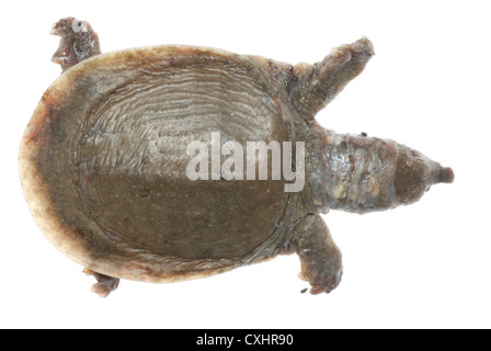 Turtle morti di white spot malattia Foto Stock