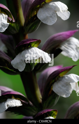 Acanto mollis fiori fiorisce fiorite perenni guglie viola estate bianco colori colori closeup close up Foto Stock