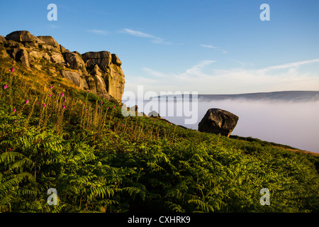 Il latte di mucca e di rocce di vitello a Ilkley Moor, West Yorkshire, a sunrise. Foto Stock