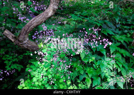 Thalictrum delavayi viola fiori perenni ombra bosco ombreggiato bosco impostazione impianto ombreggiato Foto Stock