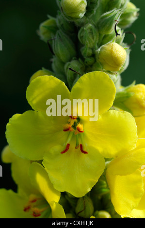 Molène blattaria moth mullein fiore giallo bloom blossom closeup petali di fiori di pastello pallido piante perenni tall spike Foto Stock
