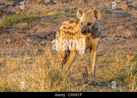 Spotted hyena (Crocuta crocuta) in luce all'alba, Khwai, Botswana Foto Stock