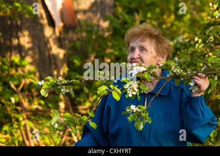 Una donna anziana (85 anni) in una tuta in piedi nel parco e profumati fiori di Apple (il simbolo di una sana lif Foto Stock