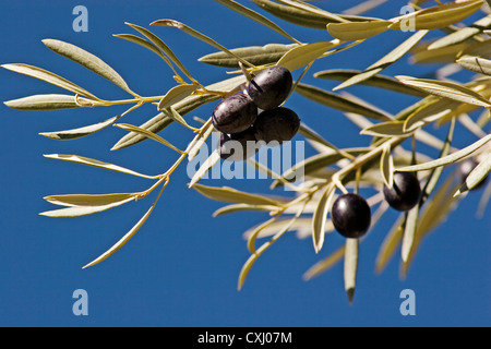 Ramo di olive in un'oliva rama de aceitunas en onu olivo Foto Stock